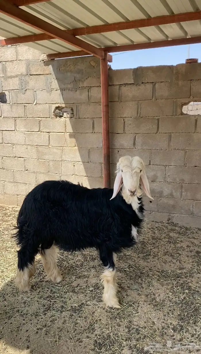 طلي 0