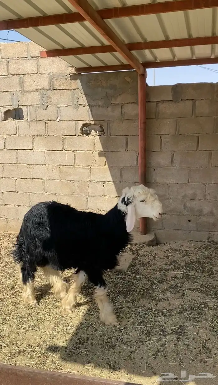 طلي 1