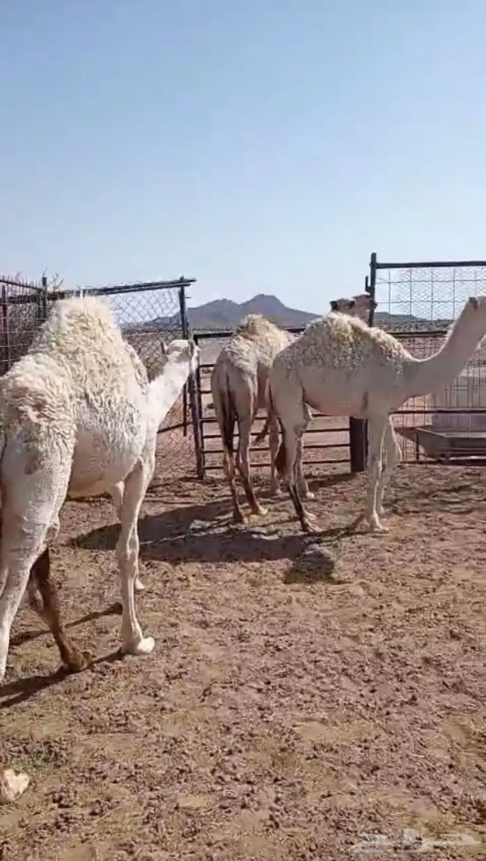 حشو بريه طيبه 0