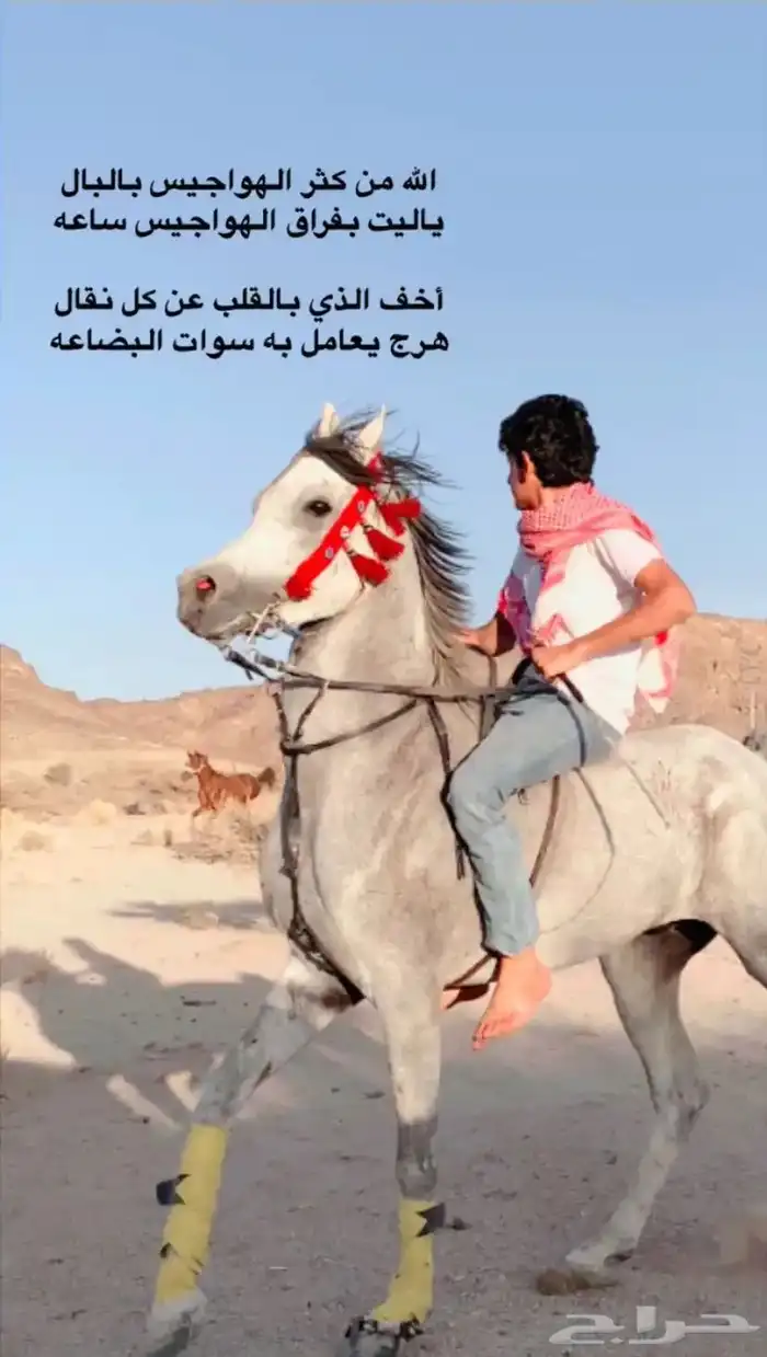 حصان واهو 0