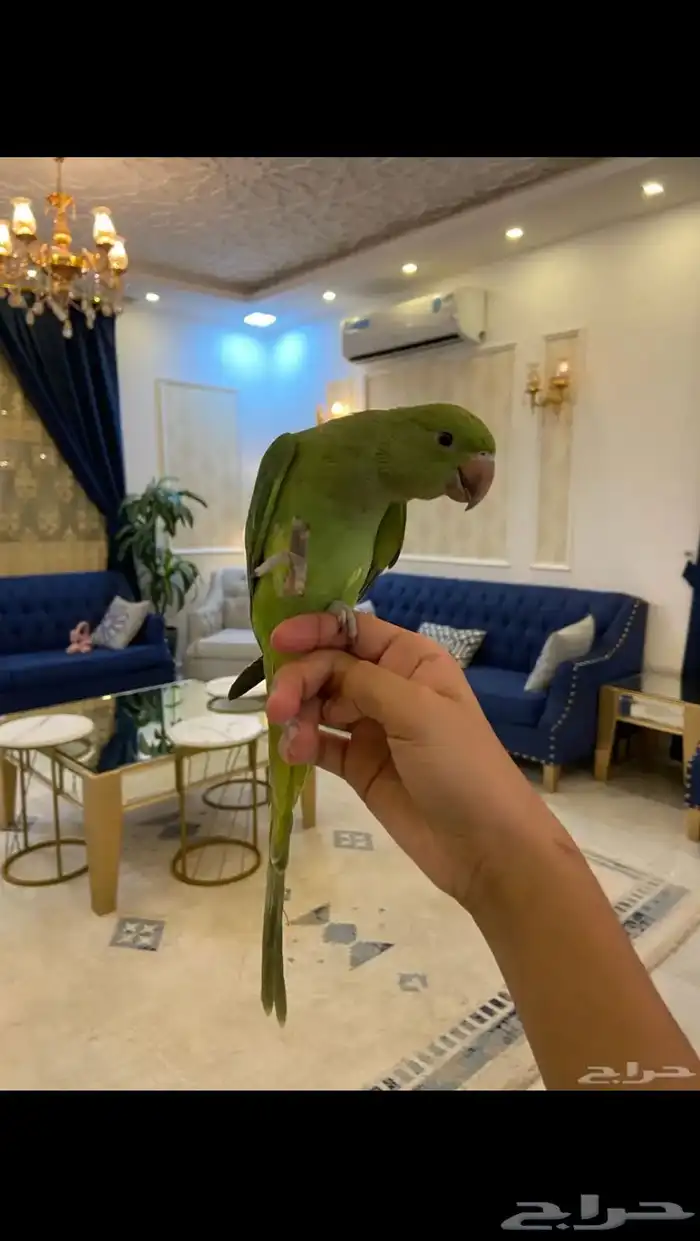 دره اليف 0