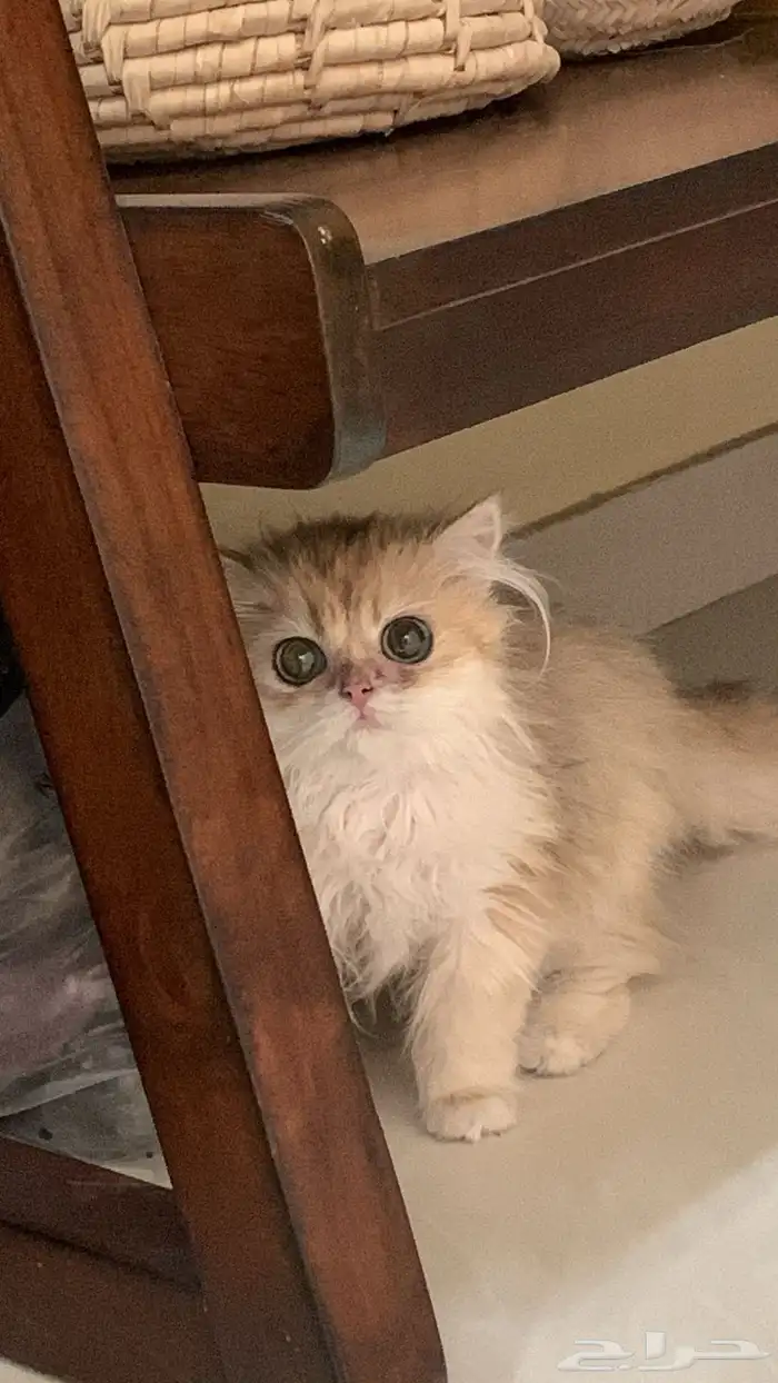 قطة برتش للبيع مستوى عالي 0