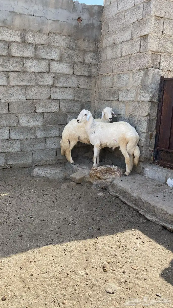 خروفين جبره 2