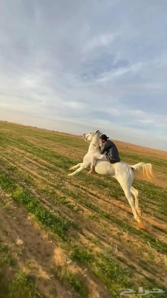 حصان شعبي شيخخخ 2