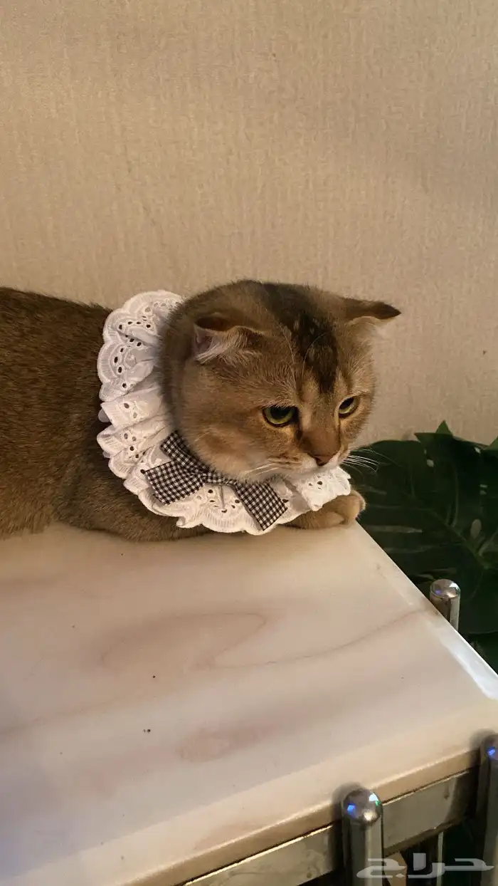 ابحث عن قط للأزواج انثى صحتها سليمه خاليه من الفطريات 0