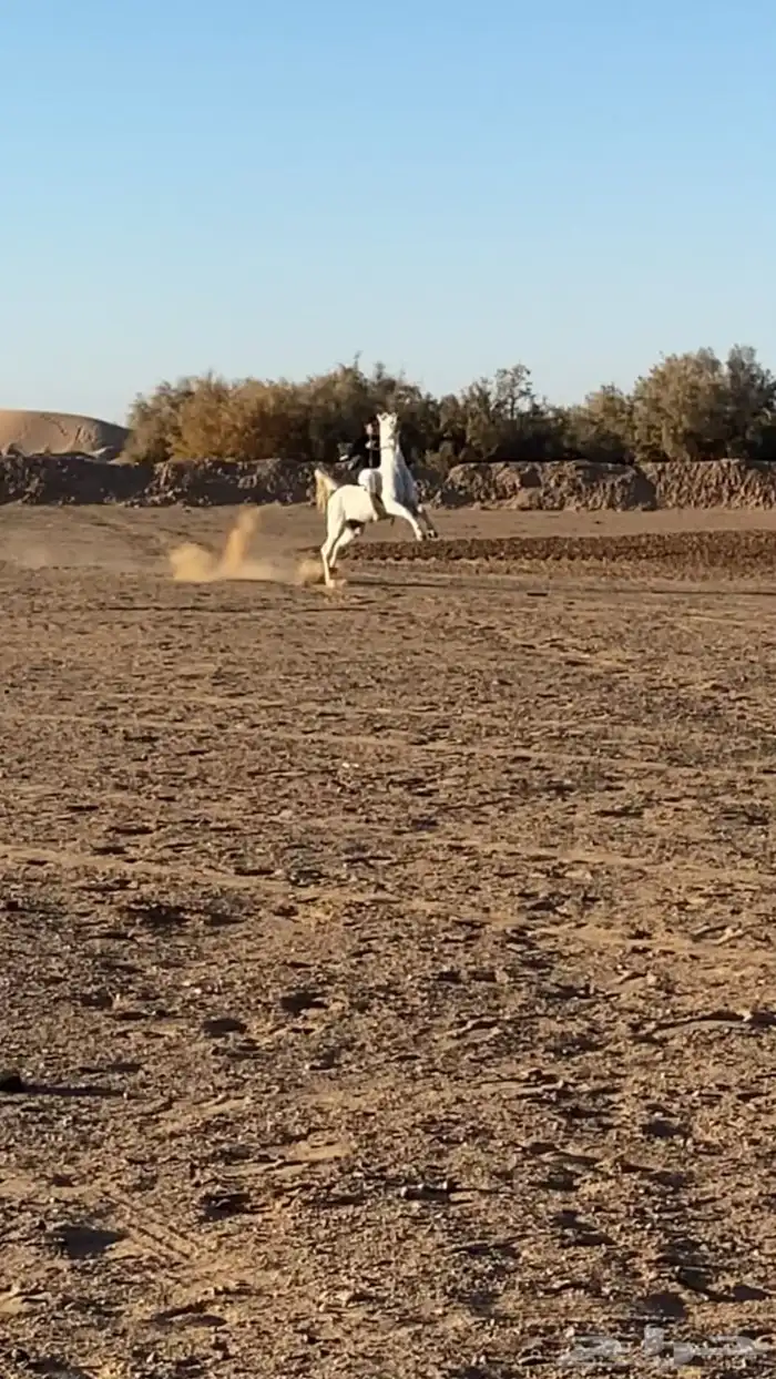 حصان شعبي شيخخخ 4