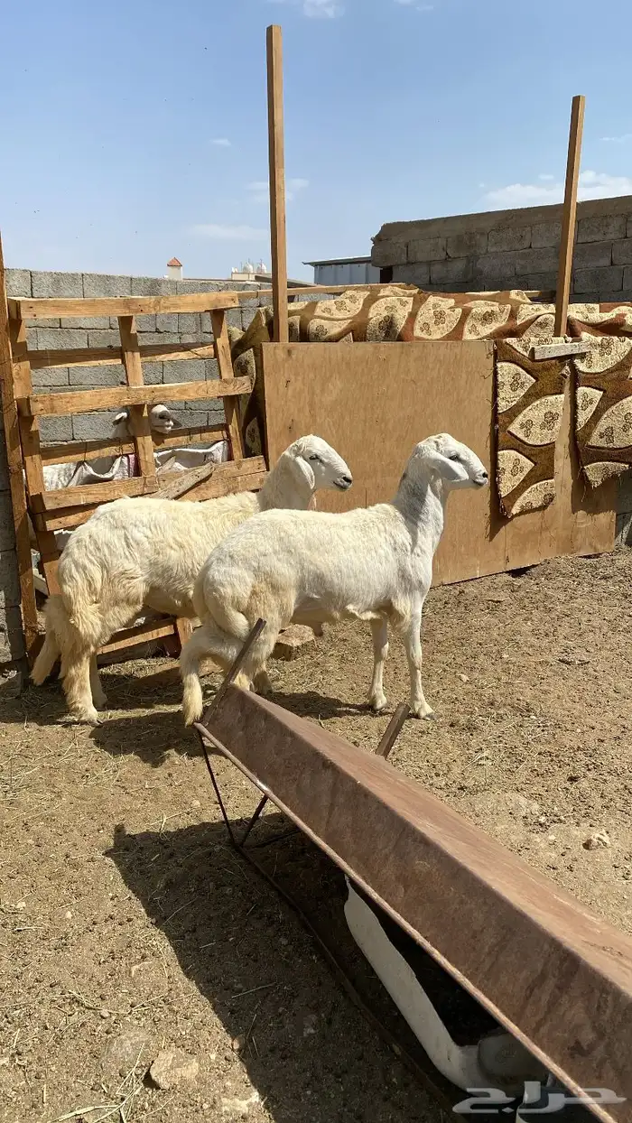 خروفين جبره 0