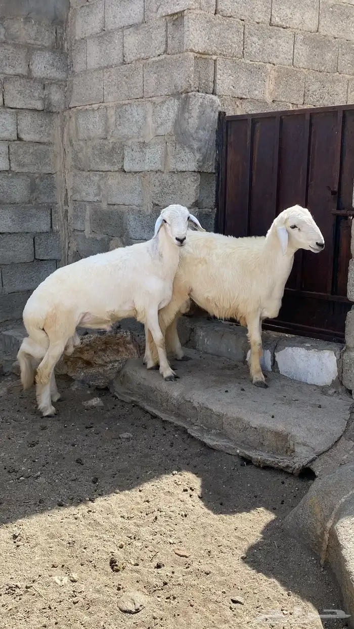 خروفين جبره 1