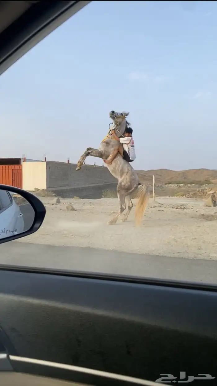 حصان شعبي فاخر 6
