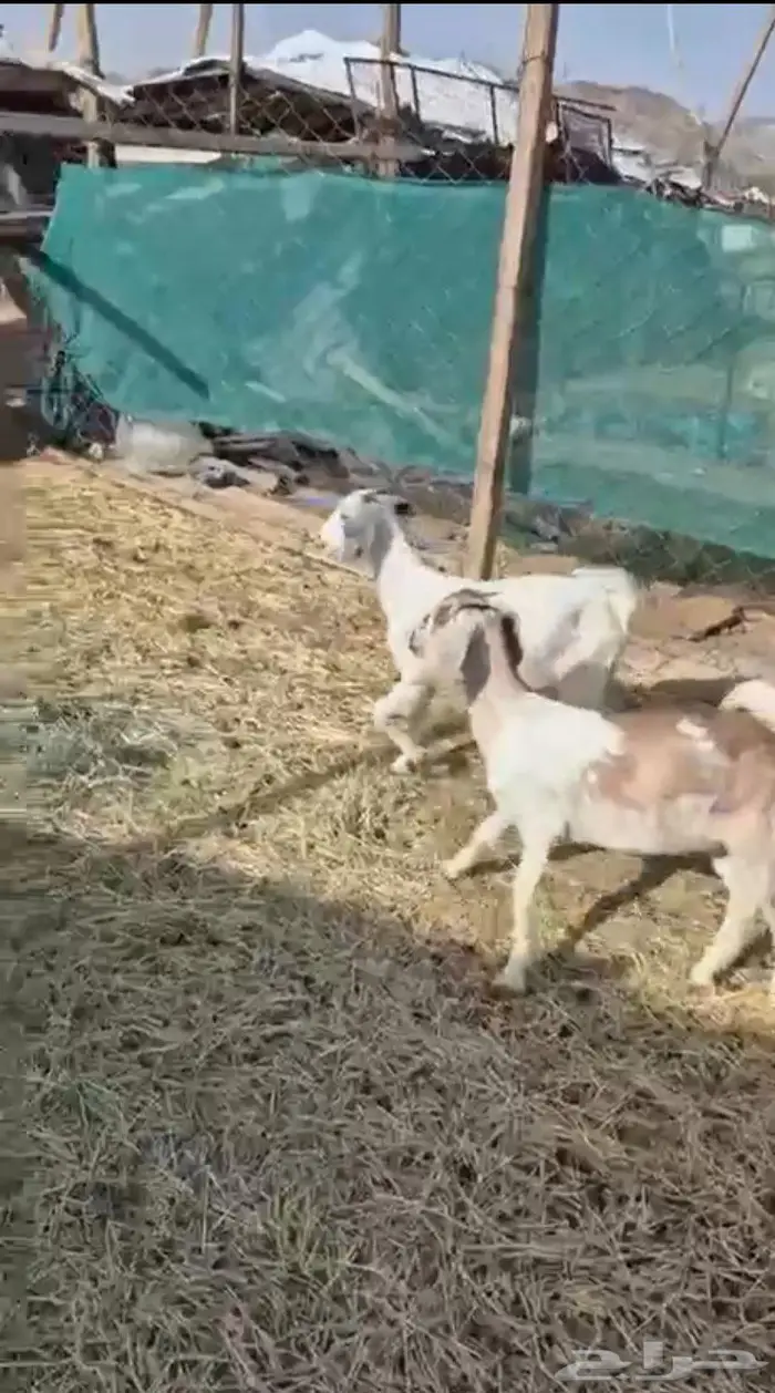 جفار طيبه للذبح 1