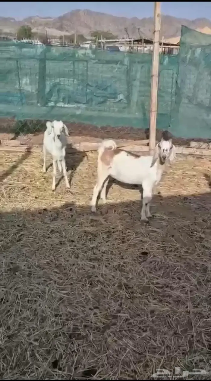 جفار طيبه للذبح 0