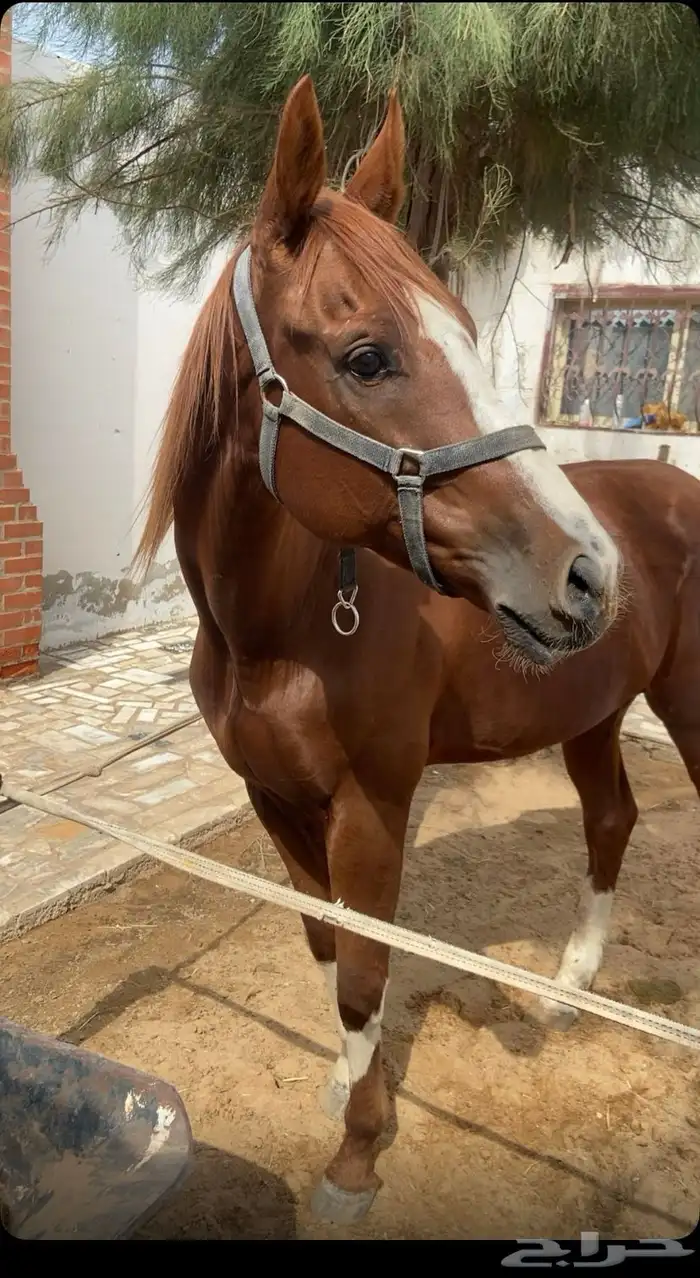 السلام عليكم ركوب خيل بل هديه 0