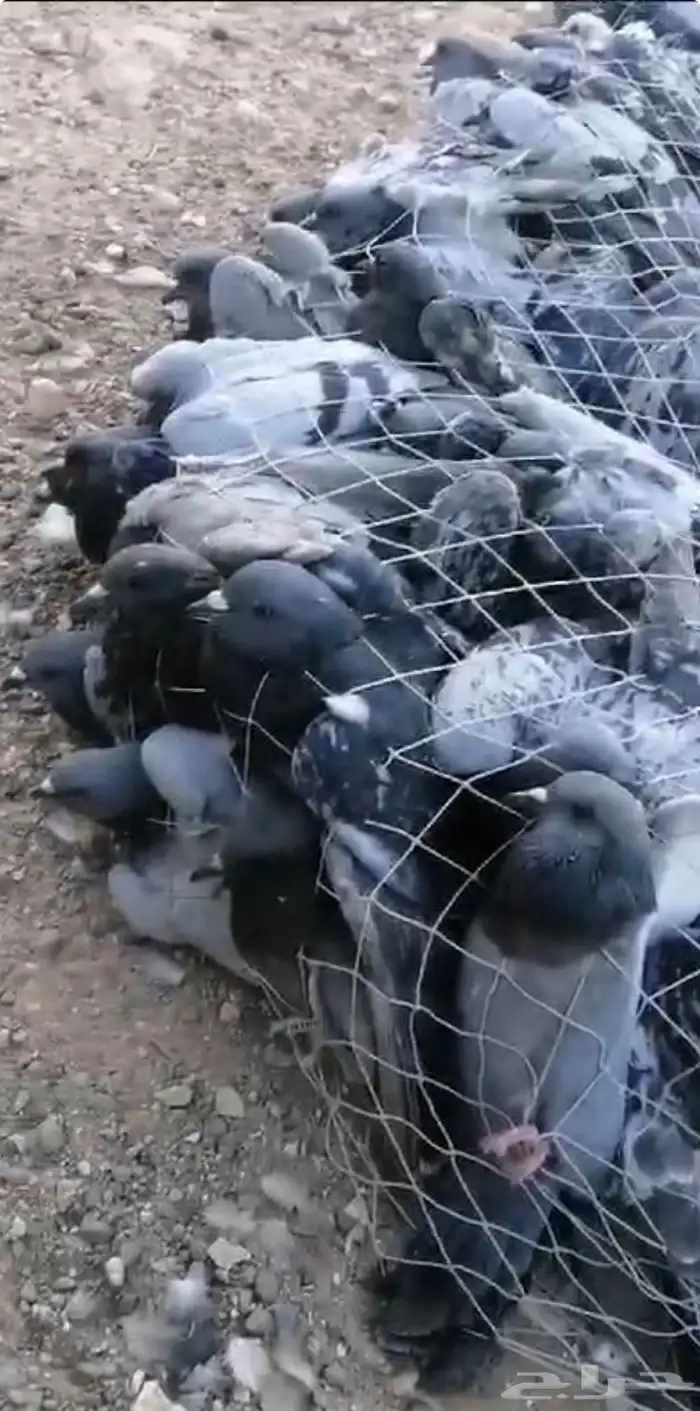 مصيدة حمام على ريموت 0