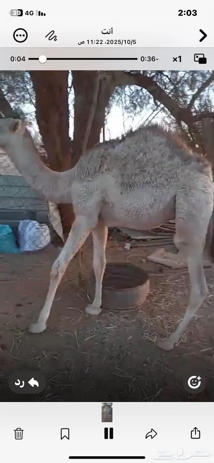 روضة التنهات شمال اسبطر 0