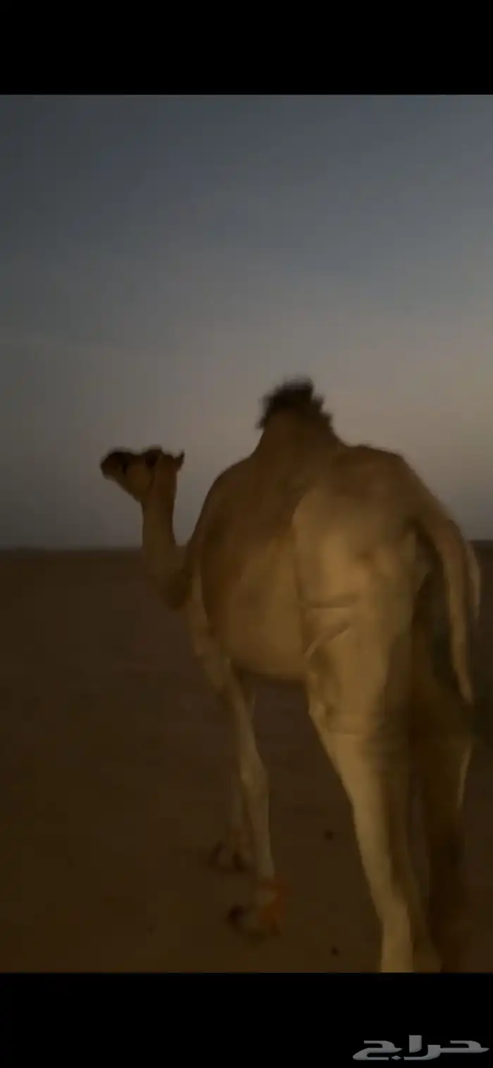 ناقه لقحه 4