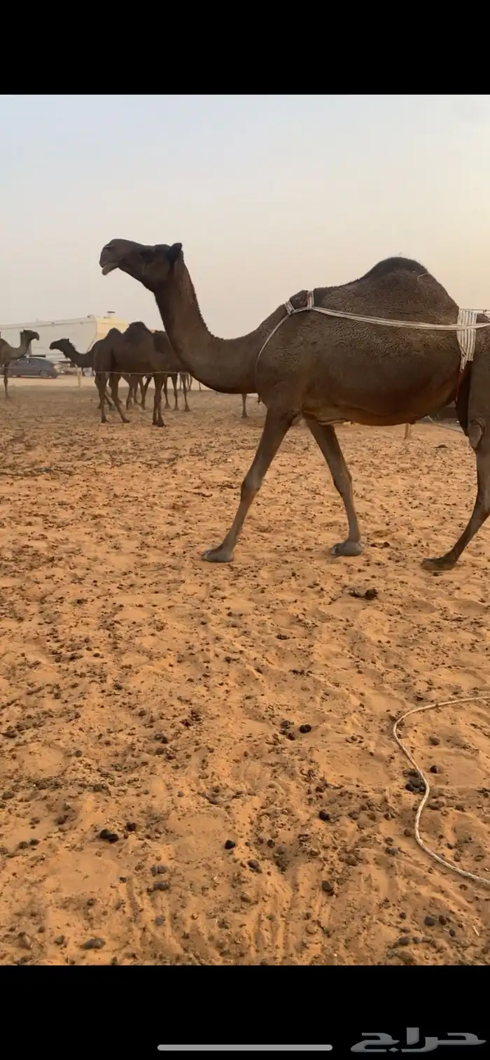 عشرا نظير كفو 2