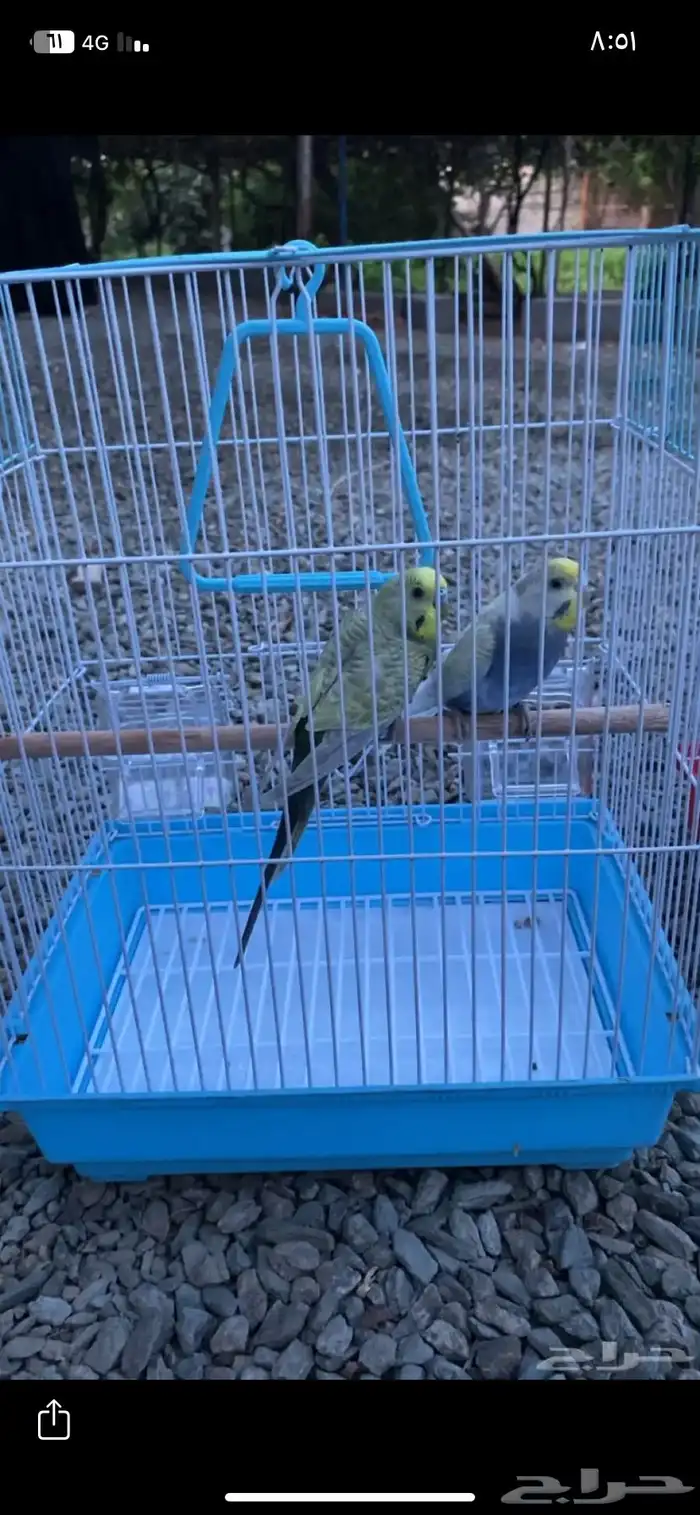 طيور بادجي زوج منتج بأذن الله (( تم البيع)) 0