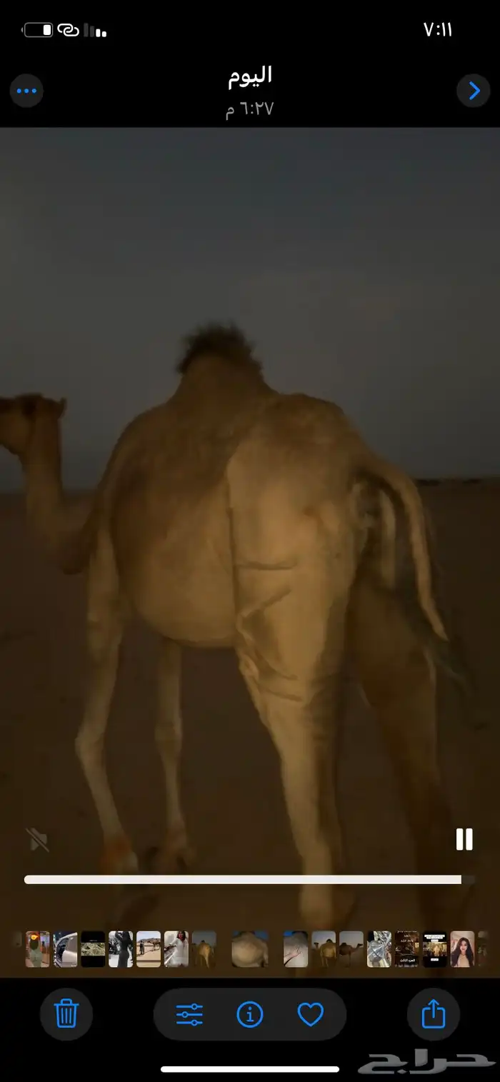 ناقه لقحه 2