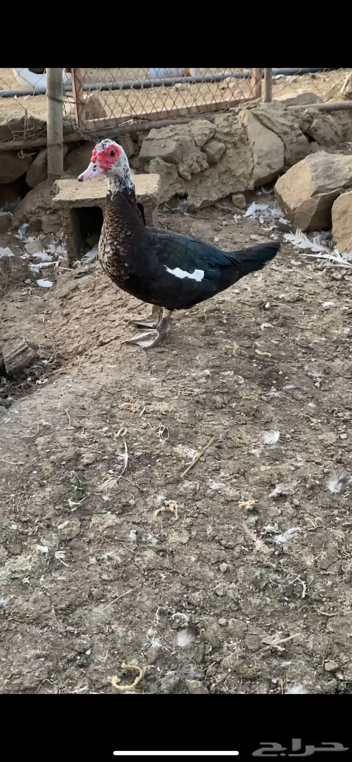 مشروع بط كامل 6