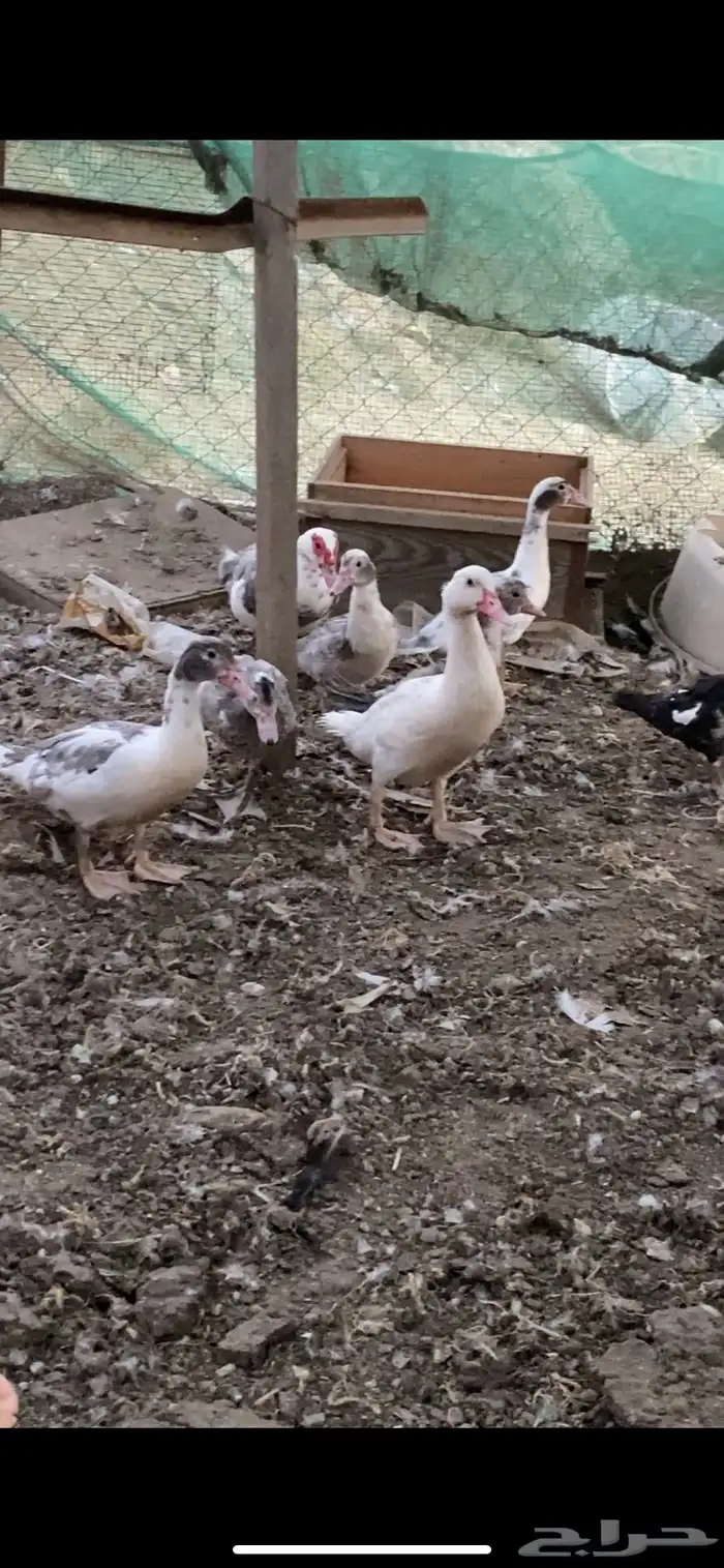 مشروع بط كامل 2