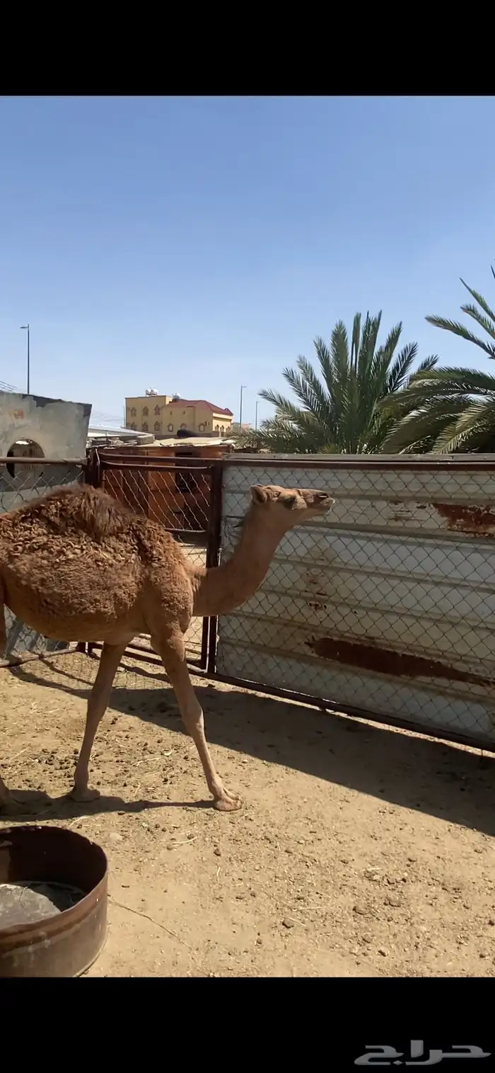 قعود مبدا وبكره لبانيه للبيع 8