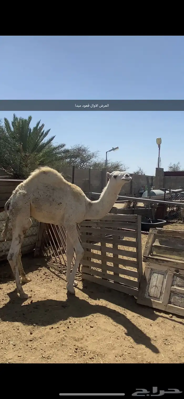 قعود مبدا وبكره لبانيه للبيع 0
