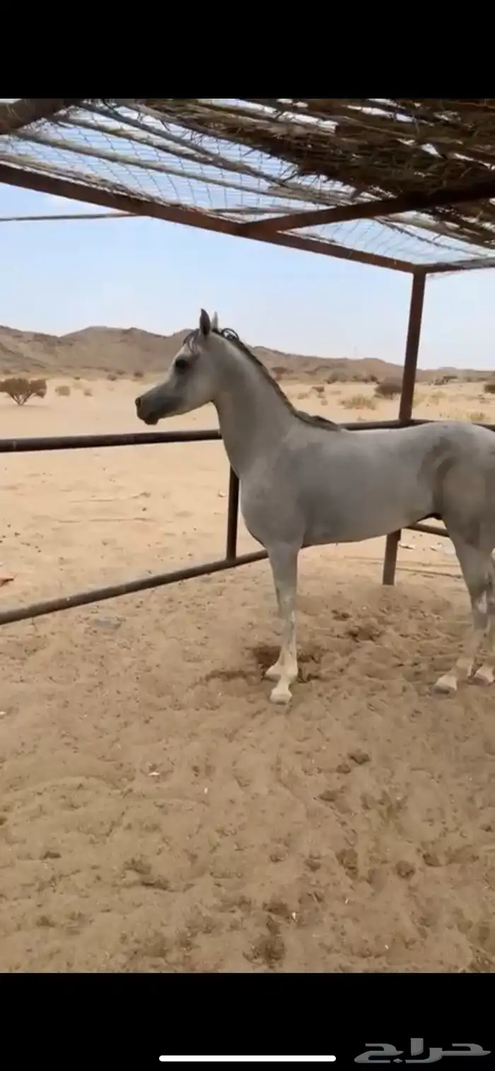 حصان واهو 10