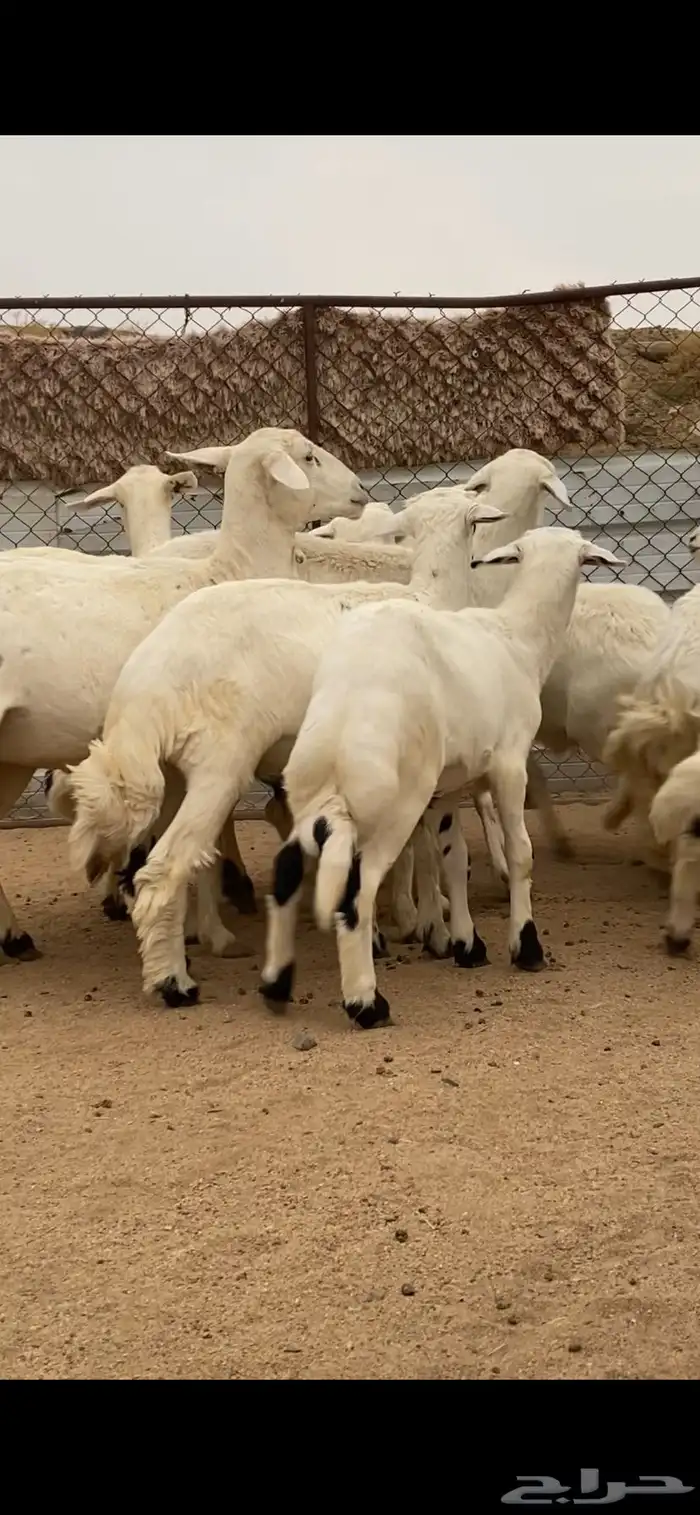 6 من الغنم صنف الصنف تحتها 6 ذبايح ودفيع 2