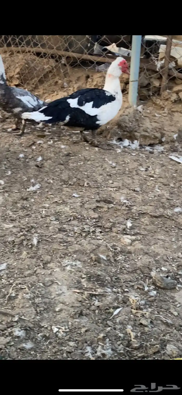 مشروع بط كامل 10