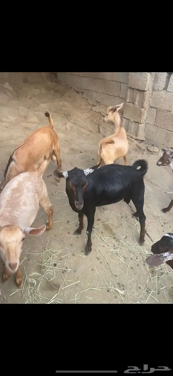 ذبائح كفو 0