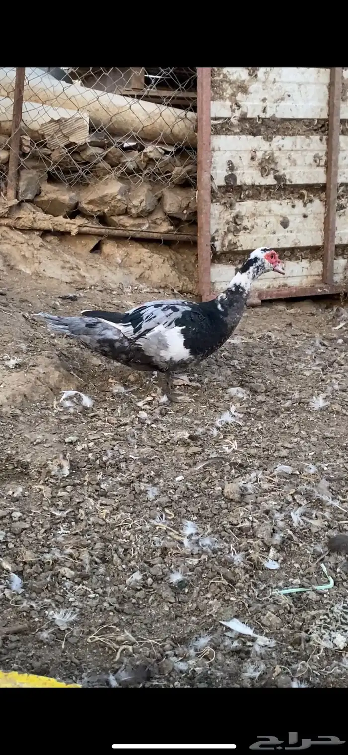 مشروع بط كامل 9