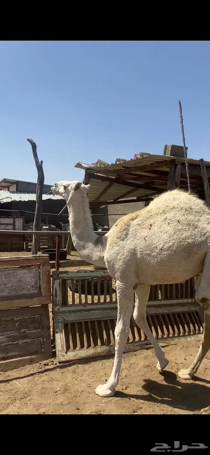قعود مبدا وبكره لبانيه للبيع 2