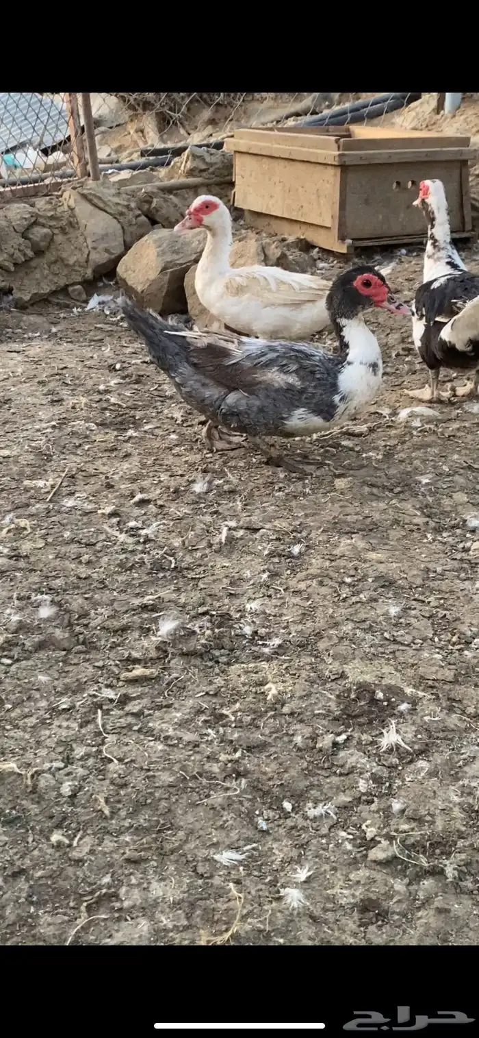 مشروع بط كامل 8