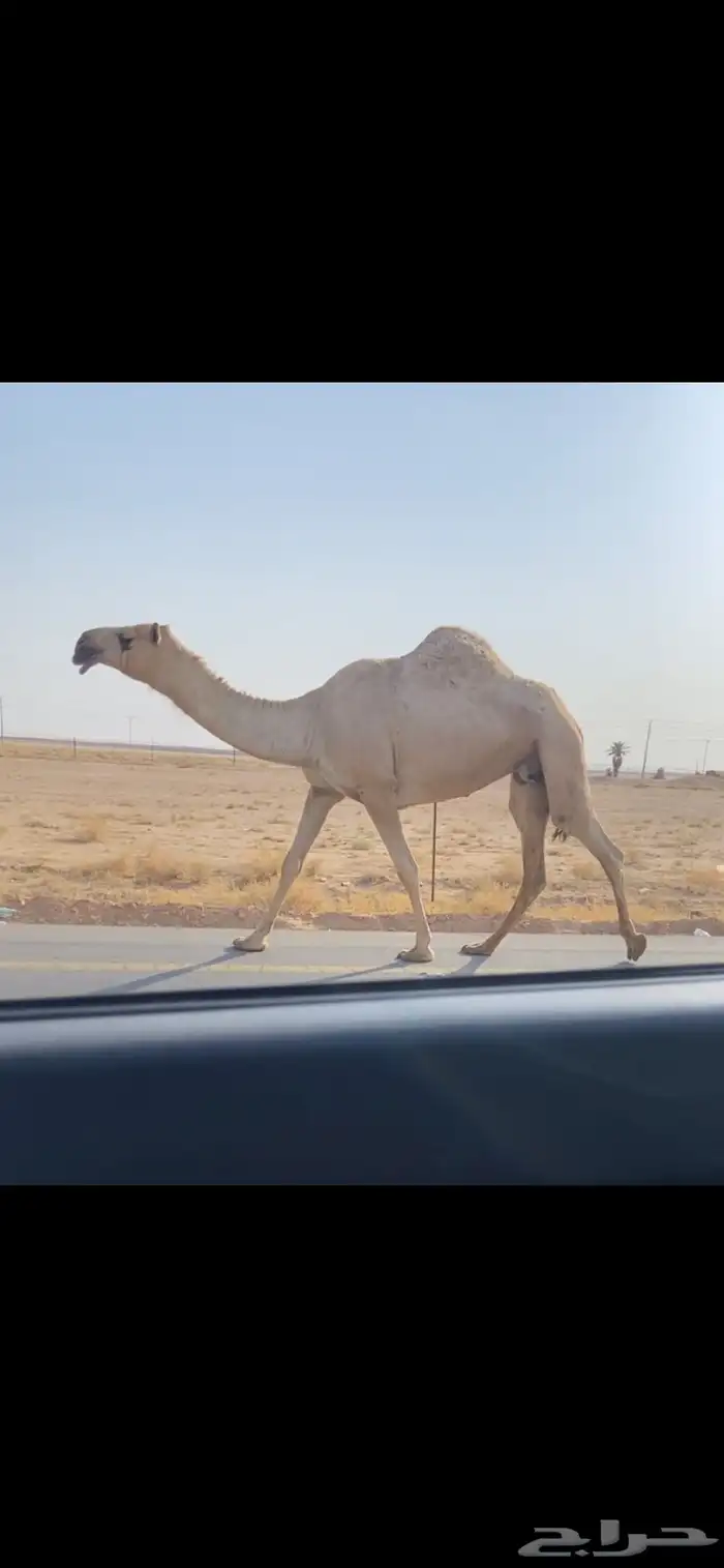ضريبه شقحا كفو 1