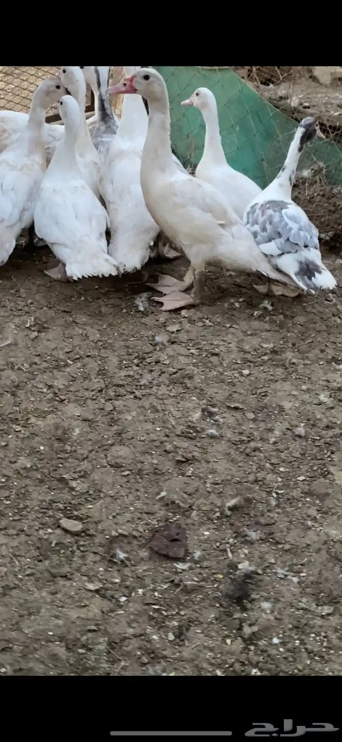 مشروع بط كامل 4