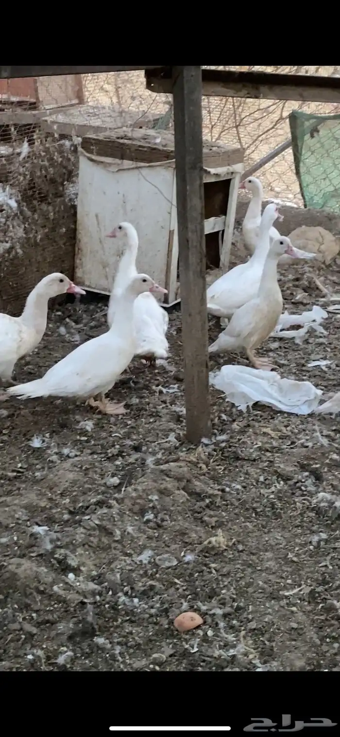 مشروع بط كامل 3