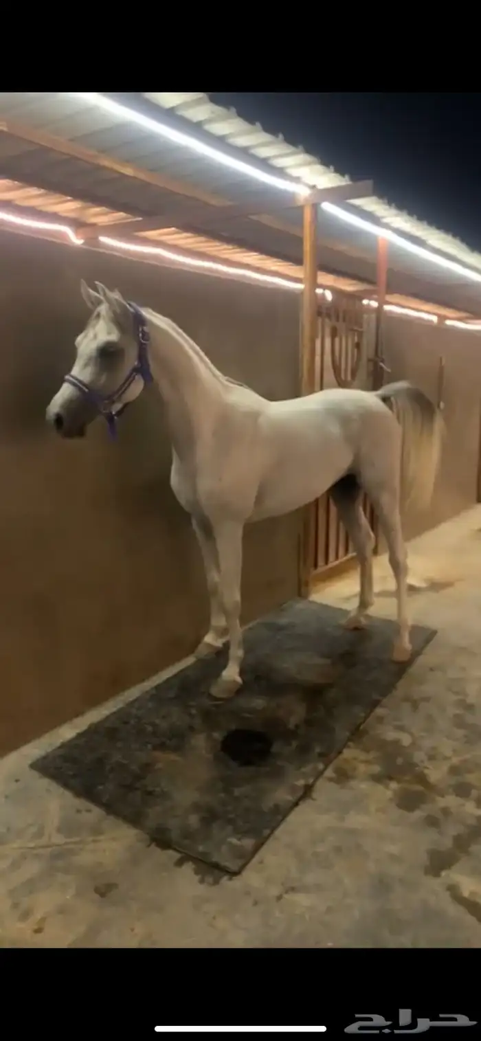 حصان مكس 1