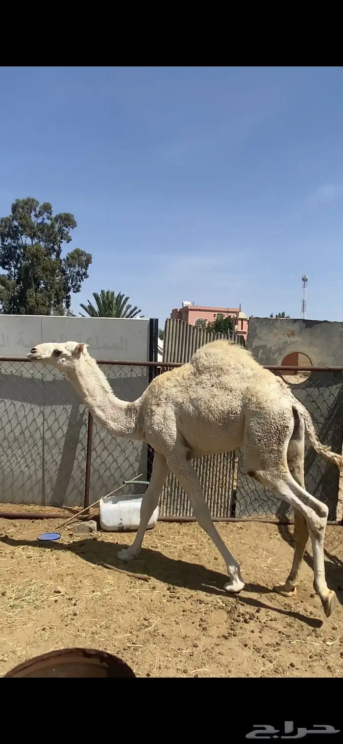 قعود مبدا وبكره لبانيه للبيع 5