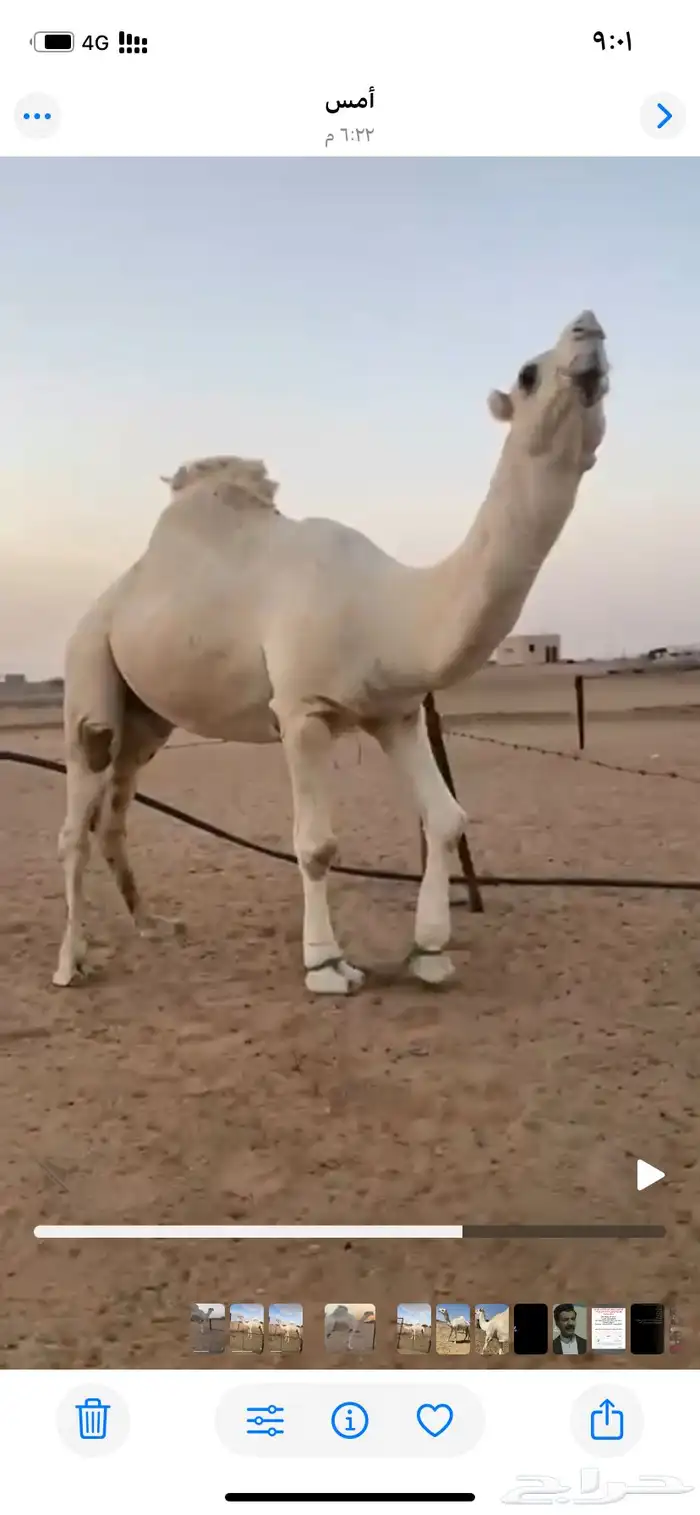 جمل كحيلاني مشروط 2