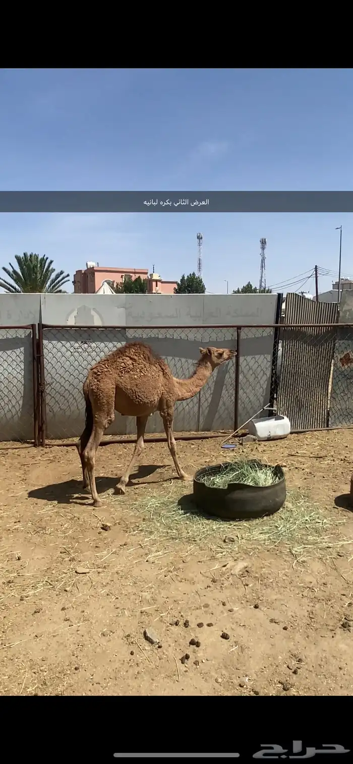 قعود مبدا وبكره لبانيه للبيع 6