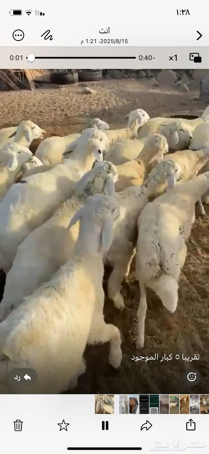 ذبايح حري و سواكني يوجد تقسيط تابي يوجد توصيل 3