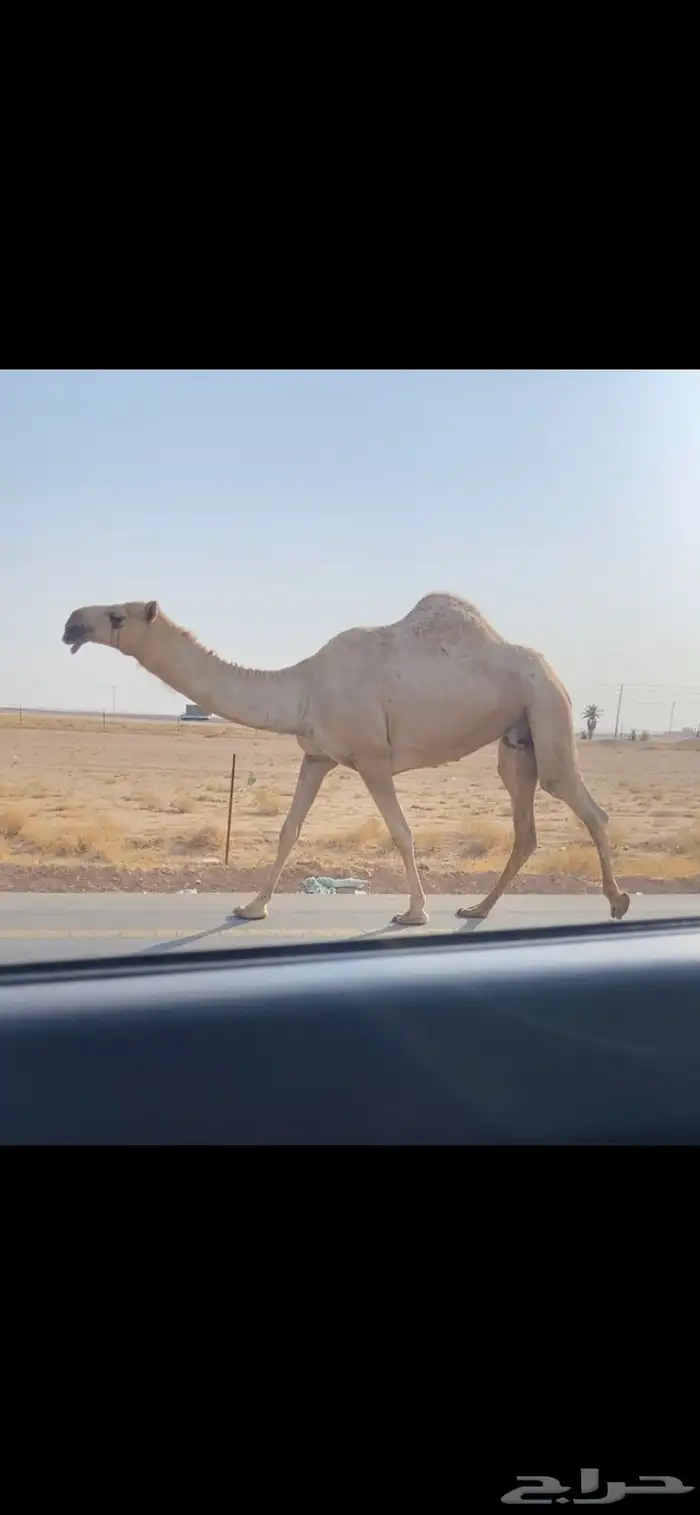 ضريبه شقحا كفو 0