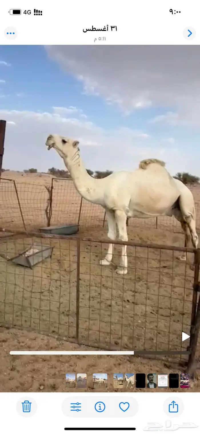 جمل كحيلاني مشروط 0