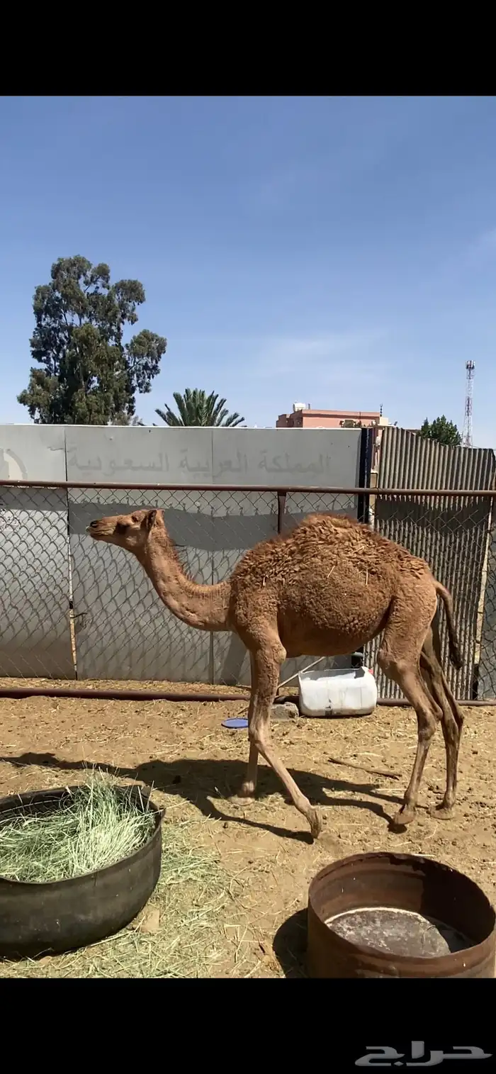 قعود مبدا وبكره لبانيه للبيع 7