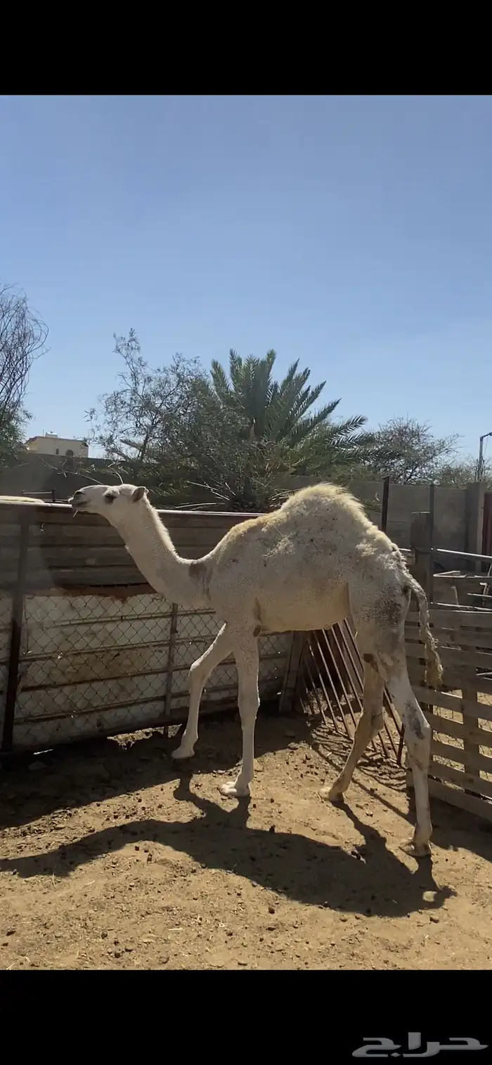 قعود مبدا وبكره لبانيه للبيع 4
