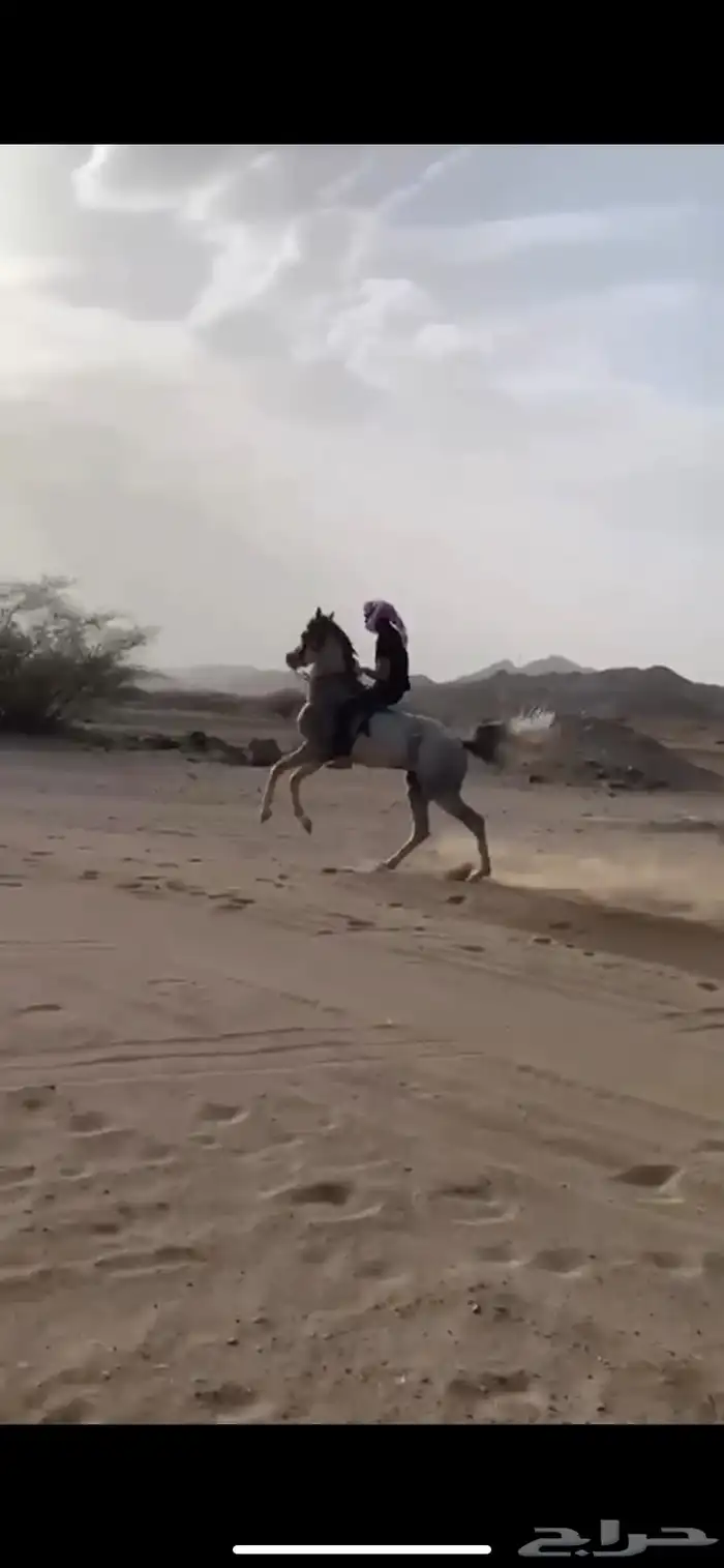 حصان واهو 8