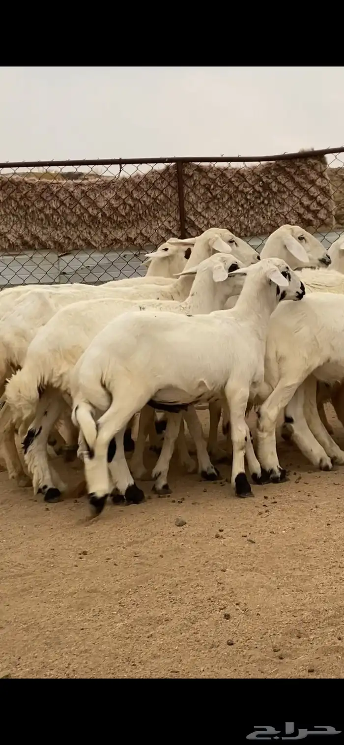 6 من الغنم صنف الصنف تحتها 6 ذبايح ودفيع 1