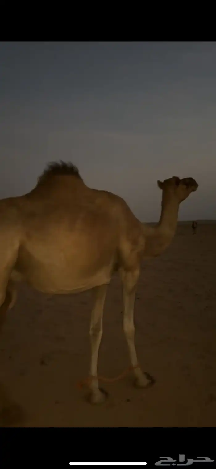 ناقه لقحه 0
