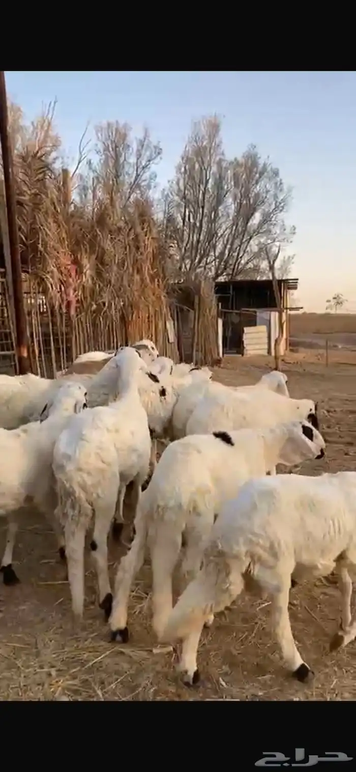 سواكن للبيع خرفان عدد 13 نظيفة 1