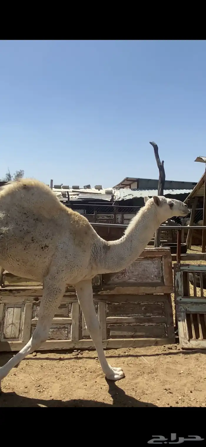قعود مبدا وبكره لبانيه للبيع 3